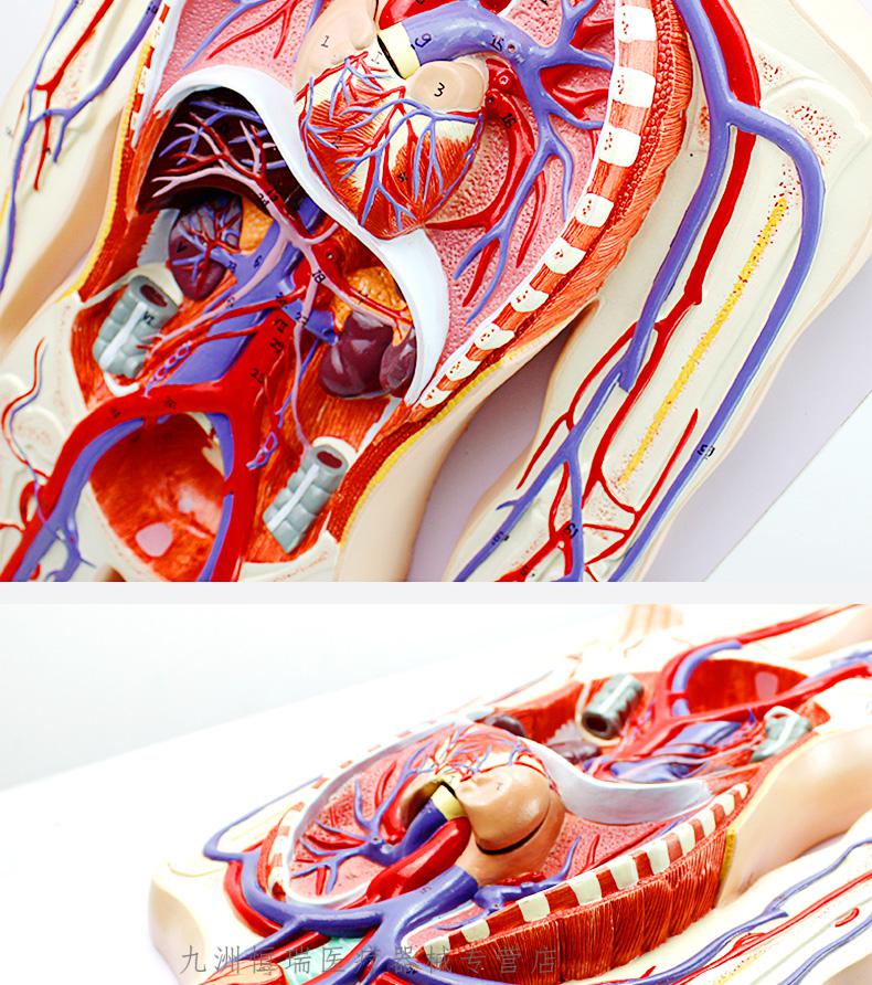 医学人体血液循环模型内脏心脏器官血管动脉神经解剖教具人体血液循环