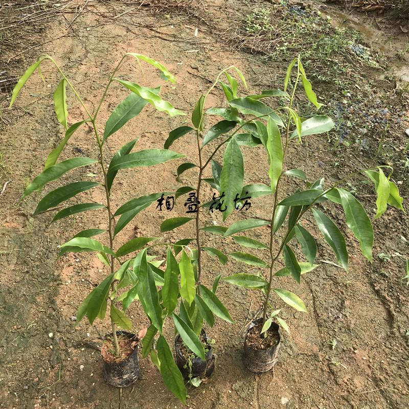 相叠花坊奇楠沉香树苗名贵苗木种子苗奇楠实生苗沉香小苗大杯苗 30-40