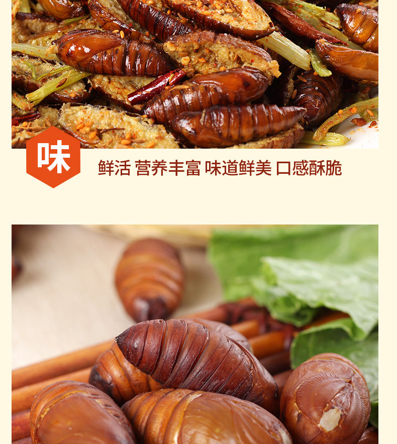 东北大柞金丝蚕蛹新鲜鲜活体的钓鱼东北特产哈尔滨超大黄蛹子