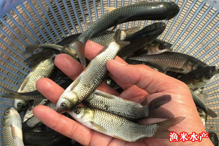 草鱼鱼苗活体淡水养殖草皖鱼苗半斤食蚊鱼大苗饲料四大家鱼草鱼苗puc