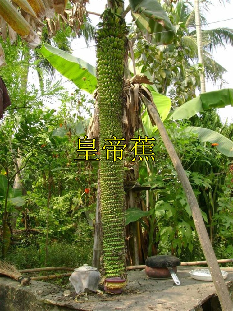 东皓 绿植香蕉树苗皇帝蕉矮化蕉芭蕉西贡蕉粉蕉庭院果树苗盆栽香蕉苗h