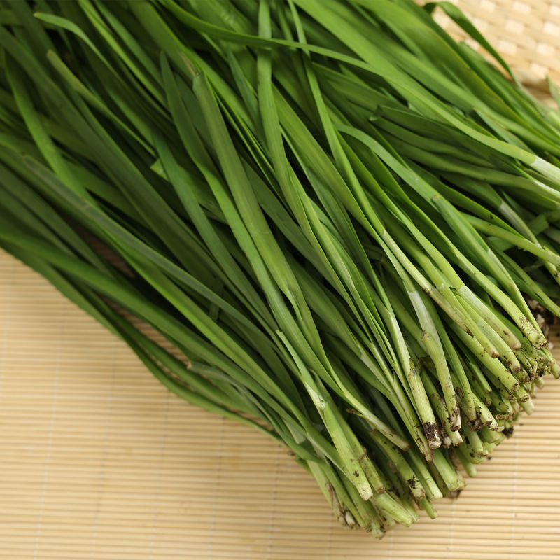 现摘现发头茬头韭菜现割新鲜农家韭菜山东土韭菜三鲜馅时令蔬菜现摘