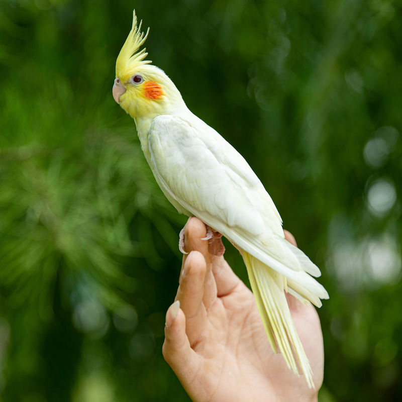 鸟能学说话的鹦鹉宠物鸟中大型玄凤鹦鹉加运输笼 黄虎皮种鸟(包 繁殖)