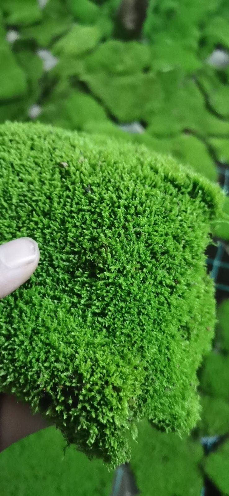 新鲜苔藓青苔小灰藓短绒藓青藓水陆缸雨林缸假山石上水石溪水植物野生