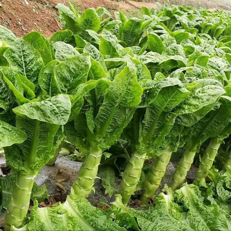 纳格兰香莴笋种子香芭拉莴苣种籽蔬菜种子庭院种植抗热春夏季播高产