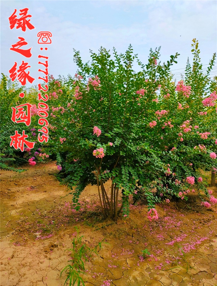 丛生紫薇丛生多杆紫薇红火箭紫薇小苗紫薇树苗庭院开花绿化苗木紫花