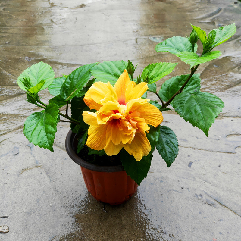 庭院阳台花卉绿植玫红色重瓣朱槿芙蓉花佛堇扶桑带花 单瓣2盆2色随机