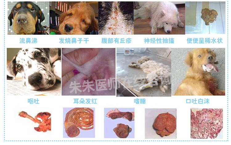 细小病毒治疗套餐1天犬瘟冠状狗治疗药病抗体犬药狗瘟