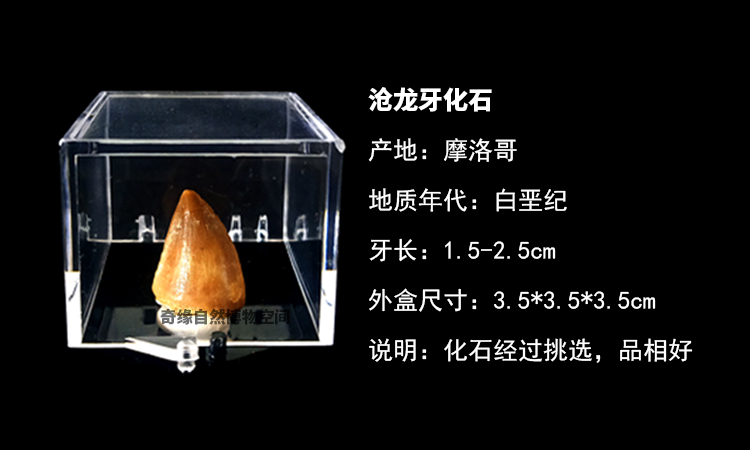 鲨鱼牙沧龙牙化石原石天然古生物海洋动植物儿童学生考古标本摆件 6种