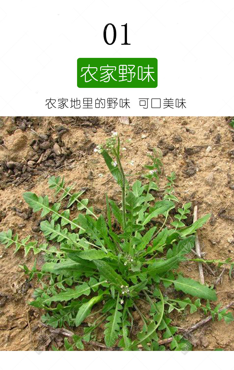 大叶野生荠菜种籽种子孑蒲公英苗地菜秋冬季马齿苋四季野菜蔬菜野生