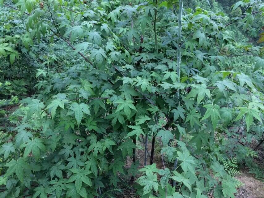 广西甜茶刺儿茶甜茶提取物覆盆子叶