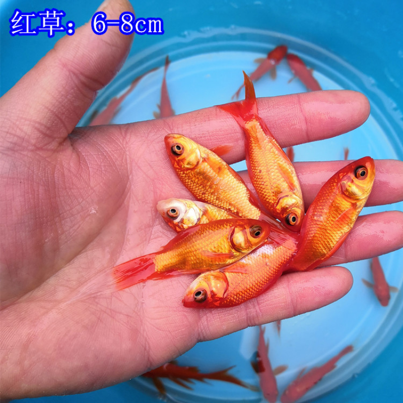 【京东推荐】红鲫鱼小金鱼红草金红鲤鱼淡水鱼锦鲤观赏冷水鱼活体饲料