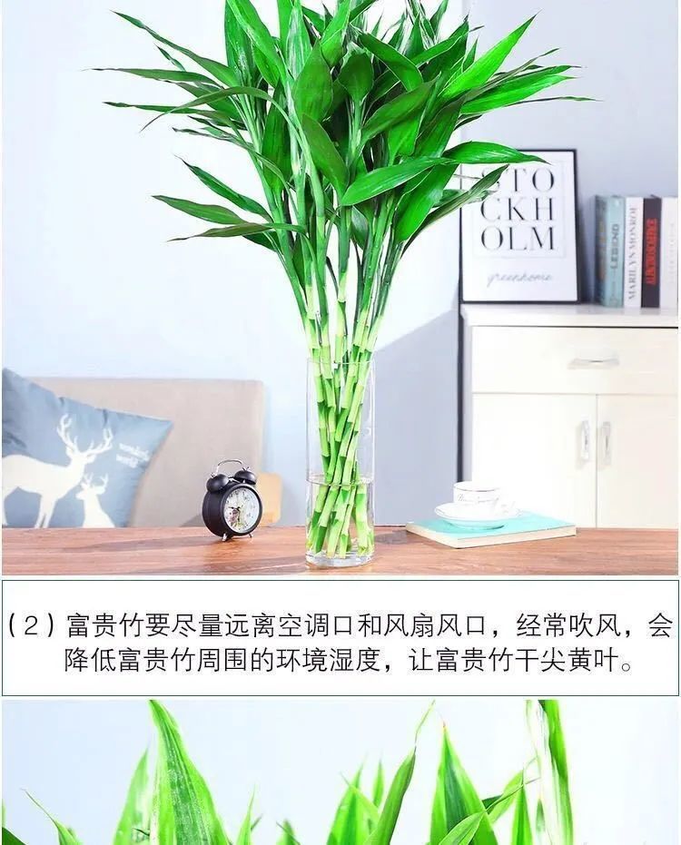 柒悦栖轻奢紫竹鸿运当头富贵竹大叶竹水培水养绿植花卉室内客厅紫竹80