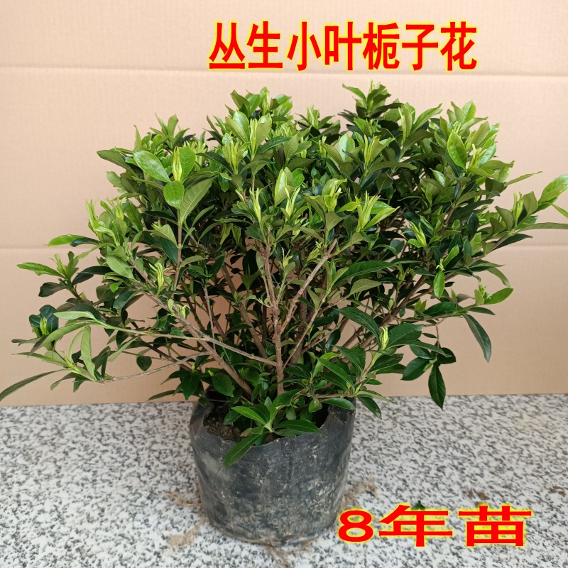 雀舌栀子花盆栽独杆小叶栀子花室内花卉植物浓香型四季雀舌栀子花5年