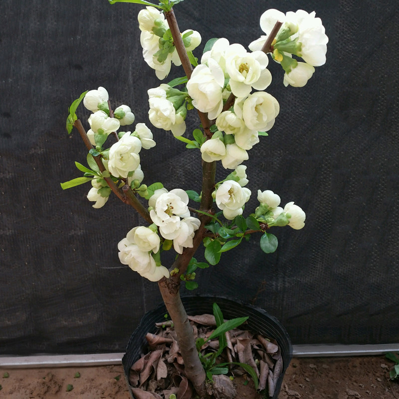海棠花 重瓣海棠花盆栽树苗盆景老桩庭院绿植物室内花卉四季开花不断