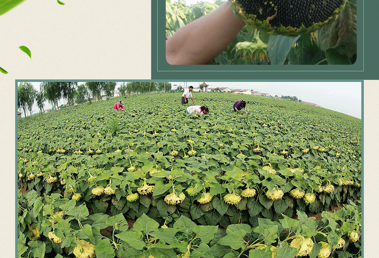 菜友高油cs967矮大头油葵种子向日葵种子葵花籽出油高高产高油cs967油