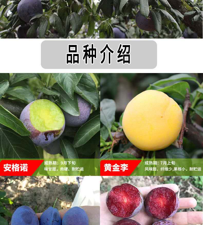 美人醉李子树苗南方北方种植盆栽地栽果树嫁接蜂糖李子苗当年结果脆红