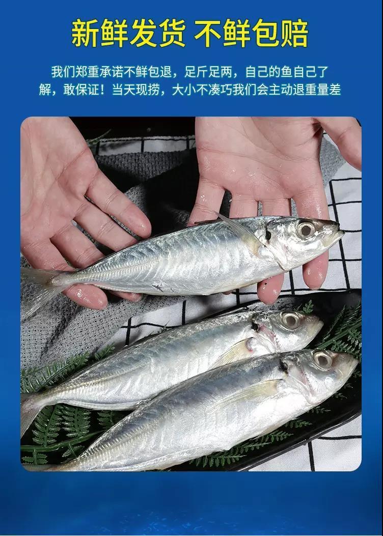 福建新鲜巴浪鱼冷冻海鲜水产品海鱼烧烤食材秋刀巴郎鱼青花鱼鳀鱼诺斯