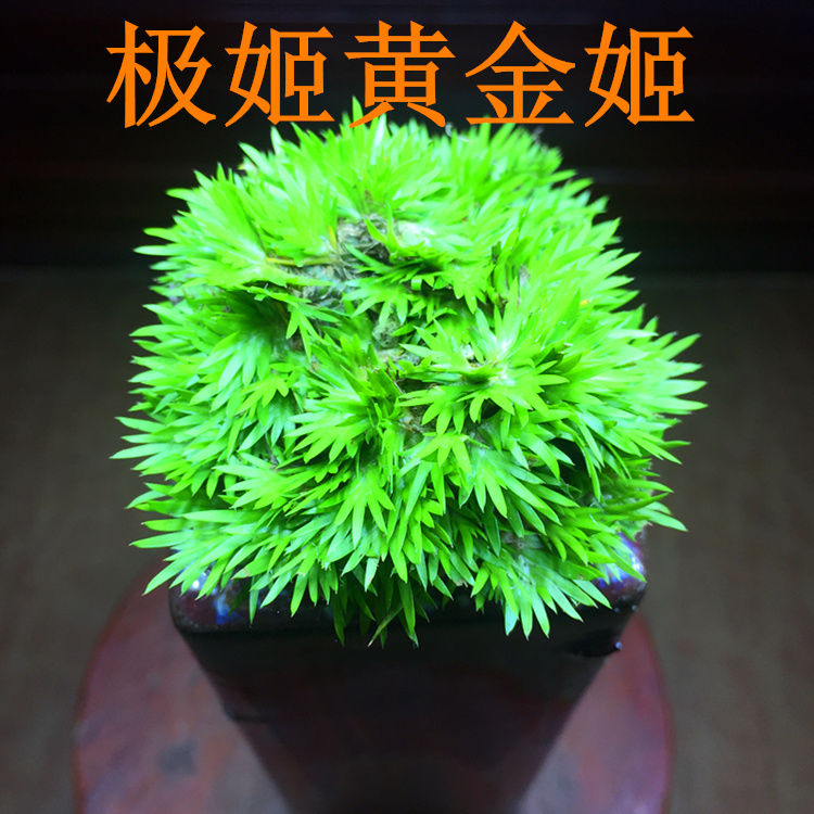 菖蒲苗黄金姬金钱贵船苔虎须老桩龙根矮种菖蒲草植物水培附石盆景金