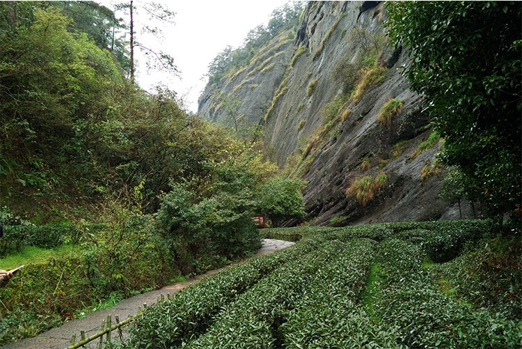 九龙窠肉桂武夷岩茶正岩大红袍茶叶坑涧当家十泡有香肉桂礼盒装100g