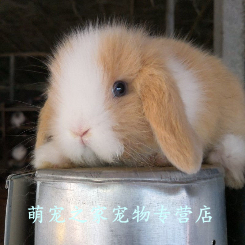 【京东】宠物兔子活物小型道奇垂耳兔荷兰凤眼侏儒兔猫猫兔迷你茶杯兔