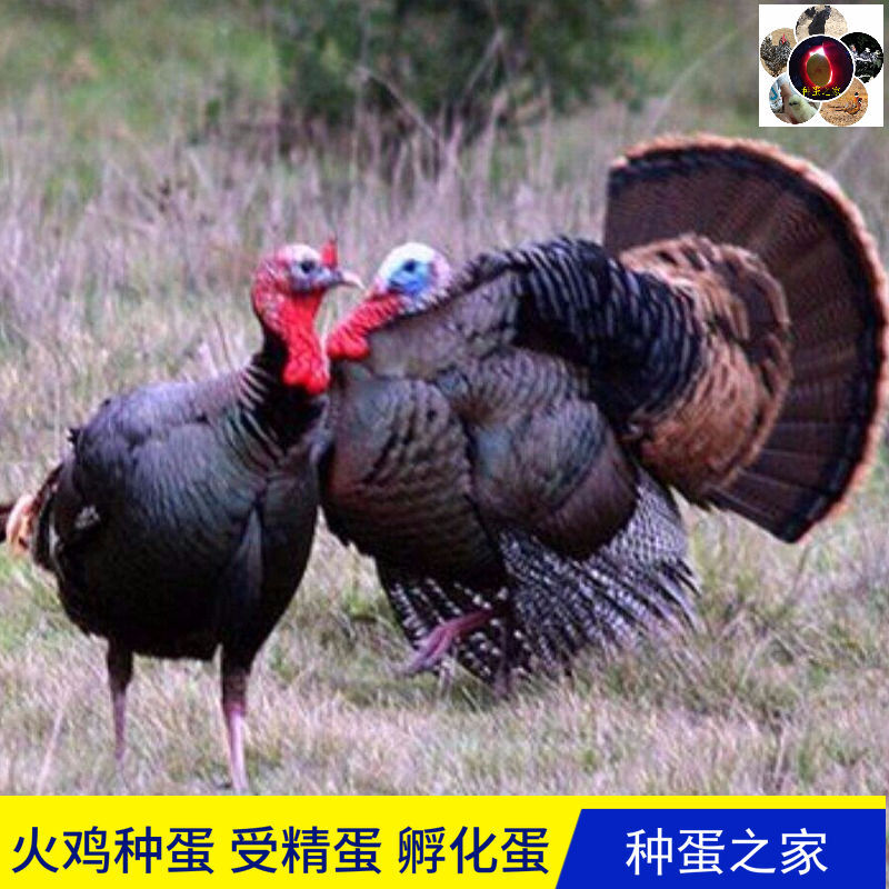 【京东推荐】火鸡种蛋受精蛋可孵化蛋肉鸡种蛋受精孵化火鸡蛋受精种蛋