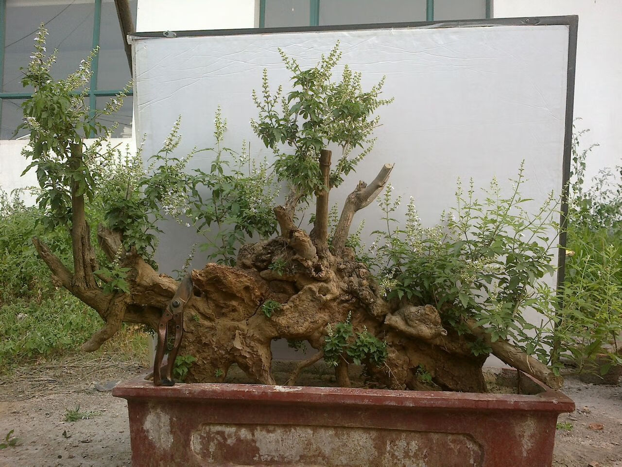 腾跃盆景树桩室内绿植黄荆桩花卉盆景办公室盆栽庭院植物论斤ty210斤