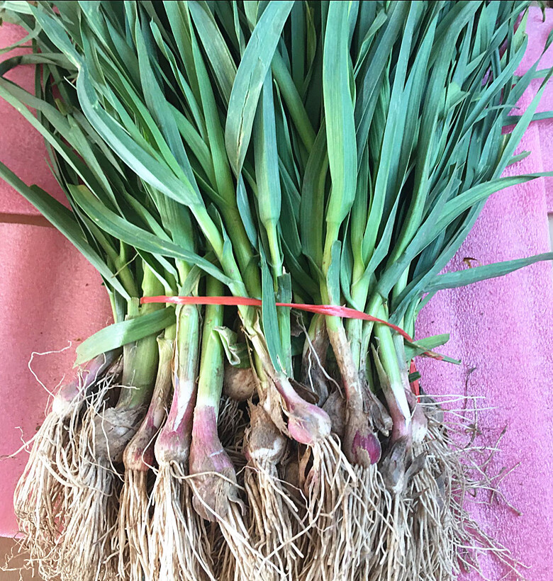 2021年蒜苗新鲜蔬菜香蒜苗露天现挖青蒜苗2斤 1000g