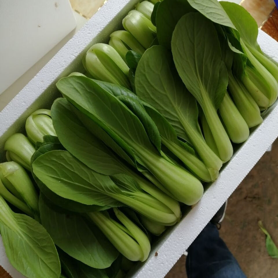 新鲜小油菜上海青小青菜青菜应季蔬菜小油菜现摘现发农家自种3斤实惠