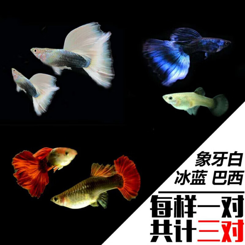 店铺推荐孔雀鱼活体凤尾鱼纯种公母玛丽宠物鱼淡水繁殖观赏鱼热带小型