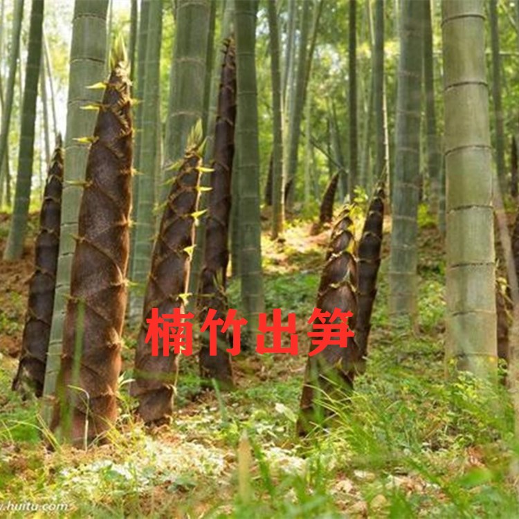 大型竹子苗毛竹种植绿化户外四季植物种苗竹根观赏常青庭院楠竹毛竹根