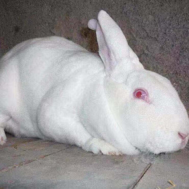 【店铺推荐】新品巨兔喜马拉雅巨兔大型家养兔子活体巨型兔可长50斤可