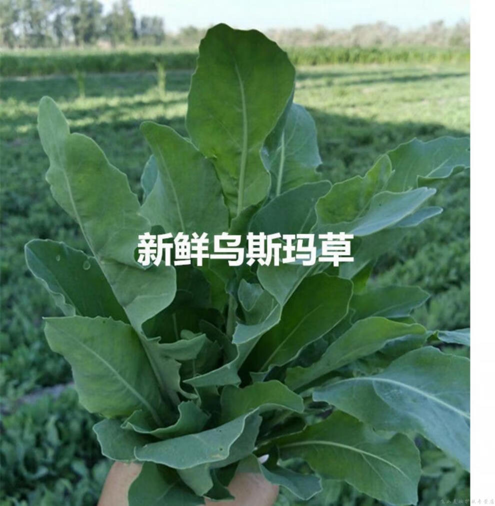 乌斯曼草棒乌斯曼草乌斯玛草棒新疆奥斯曼发际线眉毛植物生手工眼睫毛