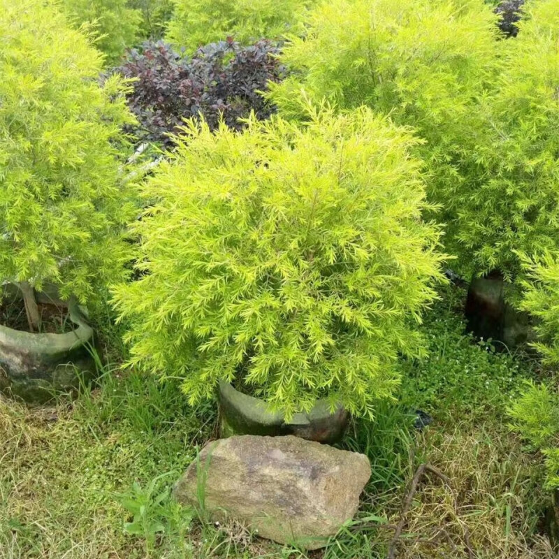 花镜植物庭院花园多年生木本植物四季青黄金香柳盆栽 香松超大1米左右