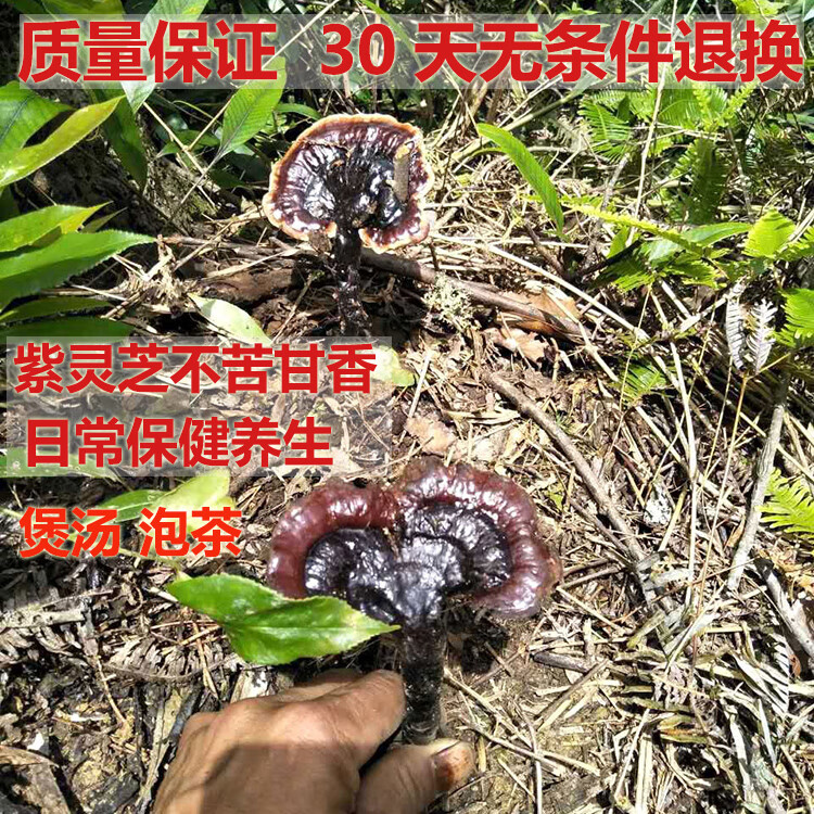 正宗野生灵芝 广西大瑶山自然生长紫灵芝黑灵芝整枝甘