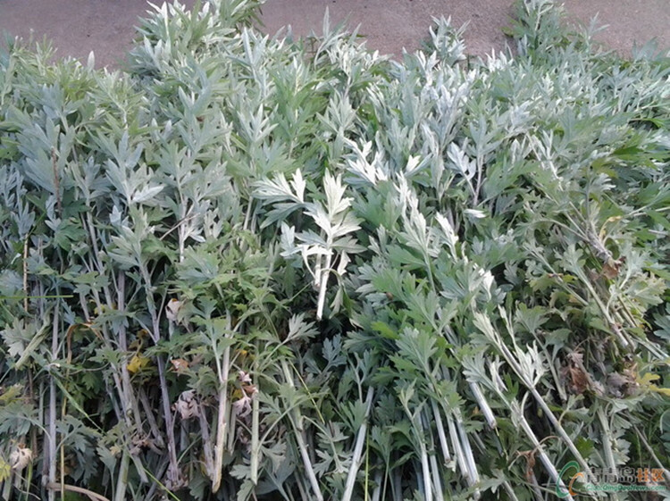 艾草种子艾叶香草食用草艾绒香艾草 四季种青蒿艾蒿艾叶种子 艾草种子