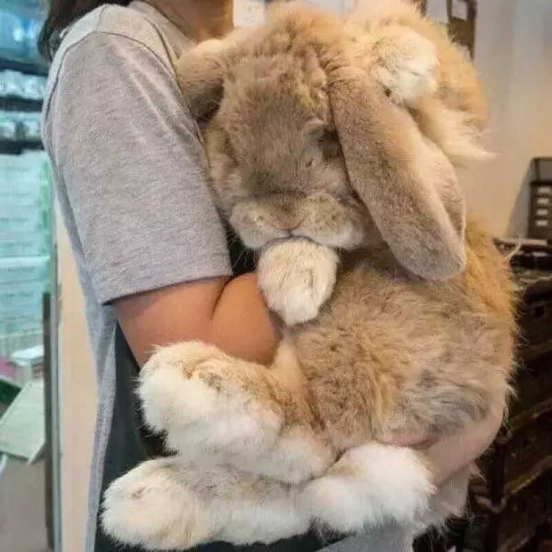 店铺推荐兔子活体大体公羊兔活体兔子巨无霸兔子大型肉兔长150斤包活