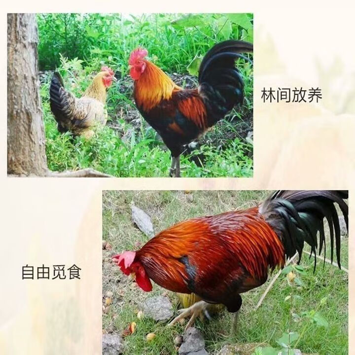 山东大公鸡农村散养老公鸡走地鸡笨公鸡土鸡鲜鸡肉福茹洲杀后净重45斤