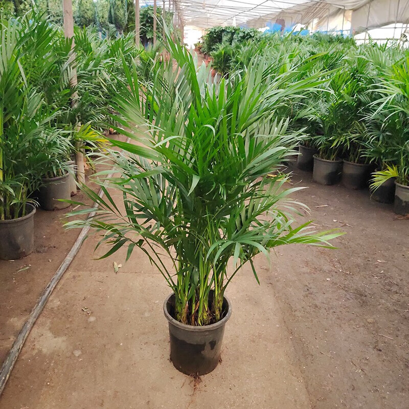 袖珍椰子散尾葵盆栽 夏威夷竹子凤尾竹 室内花卉绿植袖珍椰子室内大型