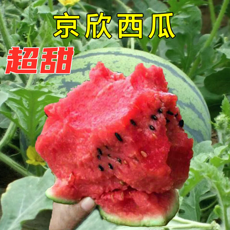 超甜京欣西瓜种子大西瓜种子籽麒麟瓜早熟高产特大春季四季瓜果孑超甜