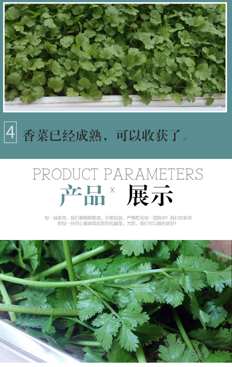 四季小香菜种子阳台室内花卉盆栽小香菜蔬菜种子四季可播种种籽香菜