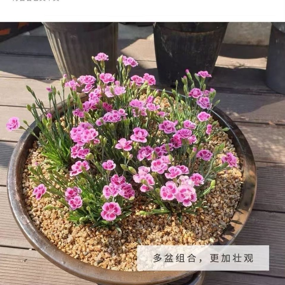 精品绿植欧石竹初吻盆栽耐寒地被绿植庭院草坪四季开花不死花卉花期长