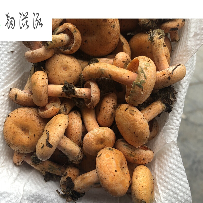 湘西新鲜松树菇松树菌雁来蕈乌枞菌枞树菌重阳菌黄枞菌中小朵500g