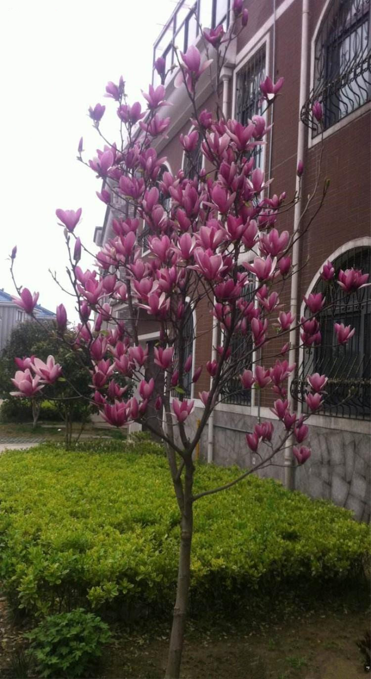 玉兰花树苗大型庭院红玉兰白玉兰紫玉兰树绿化风景玉兰树 日出2公分粗