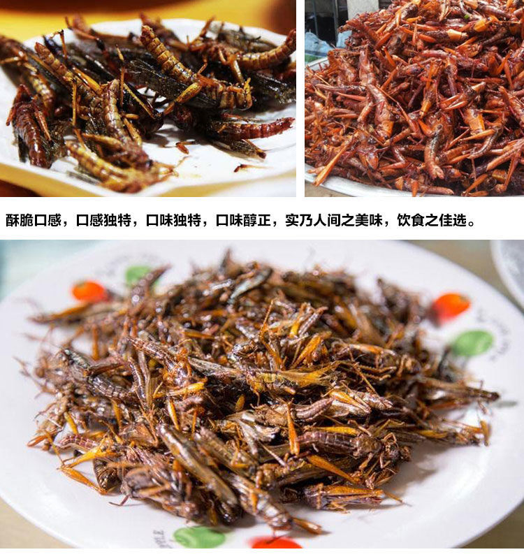 麻辣蚂蚱新鲜油炸活体蝗虫蚱蜢美食昆虫熟食小吃 椒盐