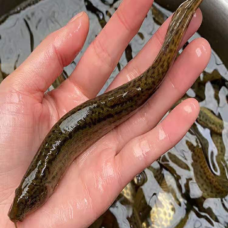 老泥鳅大小淡水活鱼大板鳅活体鱼青鳅鱼现杀滋补炖汤水族饲料龟粮2斤