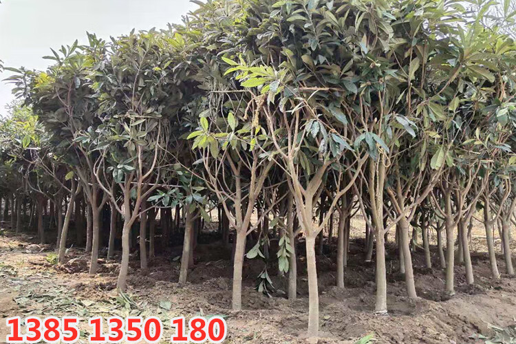 枇杷树嫁接大五星特大无核盆栽白玉枇杷树苗南方北方种植当年结果6