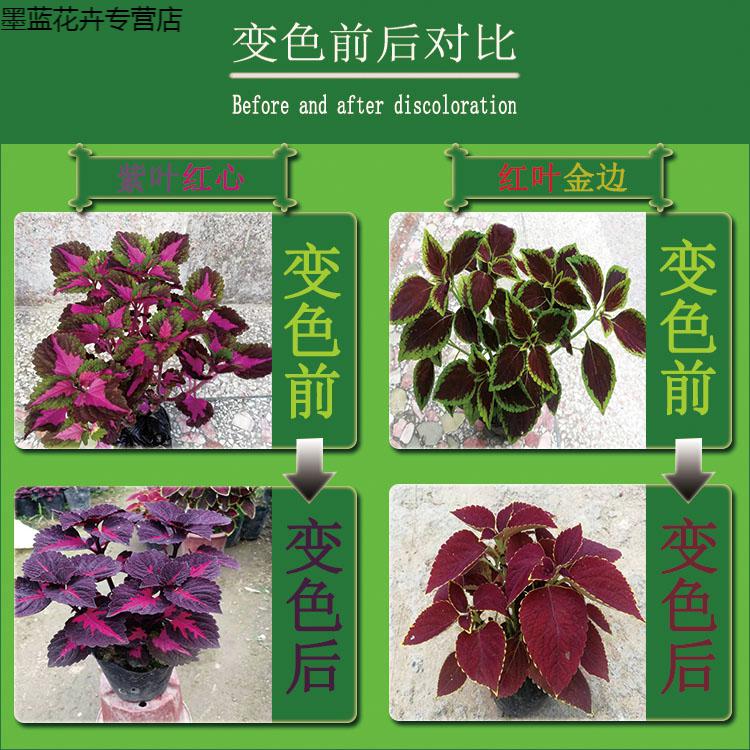 园艺 五彩苏盆栽花卉绿植阳台庭院摆放七彩色植物观赏花 绿叶紫心3-5