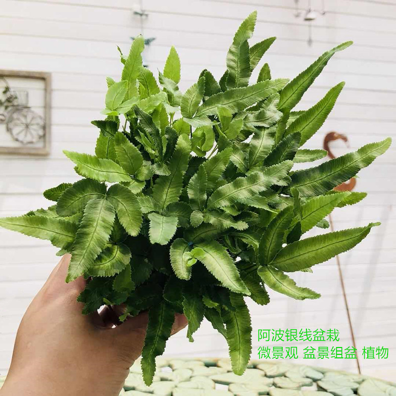 室内多种蕨类植物鸟巢蕨狼尾蕨珊瑚蕨铁线蕨银线蕨肾蕨卷柏荚果蕨大盆