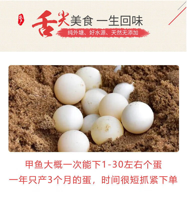 现货 甲鱼蛋可食用宝宝新鲜营养水鳖土鳖老鳖蛋王八蛋 单枚重3-6克 译